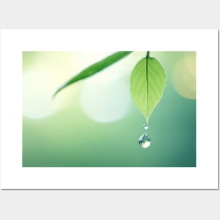 Leaf Water Drop Nature Serene Tranquil Posters and Art